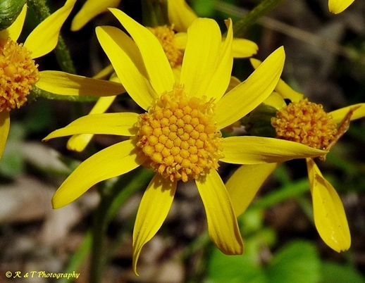 {Packera aurea}
